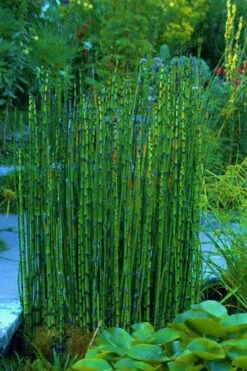 Horsetail Reed Grass - Equisetum Hyemale - 1 Gallon Pot -Plant Promotion Store Equisetum Hymale 16