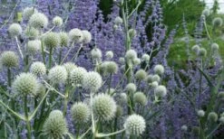Rattlesnake Master (Eryngium Yuccifolium) - 1 Gallon Pot -Plant Promotion Store Eryngium20yuccifolium rattlesnake master plant 10