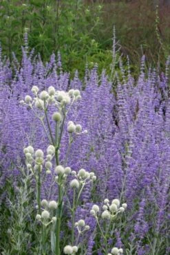 Rattlesnake Master (Eryngium Yuccifolium) - 1 Gallon Pot -Plant Promotion Store Eryngium20yuccifolium rattlesnake master plant 6