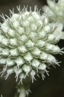 Rattlesnake Master (Eryngium Yuccifolium) - 1 Gallon Pot -Plant Promotion Store Eryngium20yuccifolium rattlesnake master plant 9
