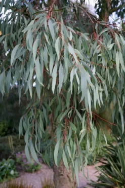 Angus Cold Hardy Eucalyptus Tree (Eucalyptus Nicholii) - 3 Quart Pot -Plant Promotion Store Eucalyptus Angus 15