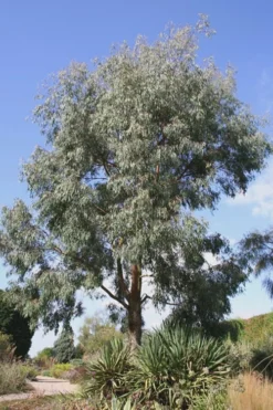 Angus Cold Hardy Eucalyptus Tree (Eucalyptus Nicholii) - 1 Gallon Pot -Plant Promotion Store Eucalyptus Angus 16 3