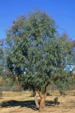 Angus Cold Hardy Eucalyptus Tree (Eucalyptus Nicholii) - 3 Quart Pot -Plant Promotion Store Eucalyptus Angus 17