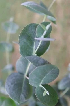 Big O Cold Hardy Eucalyptus Tree (Eucalyptus Neglecta) - Quart Pot -Plant Promotion Store Eucalyptus Big O 3 500x750 5