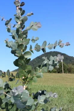 Big O Cold Hardy Eucalyptus Tree (Eucalyptus Neglecta) - 1 Gallon Pot -Plant Promotion Store Eucalyptus Big O Cold 2 500x750 4