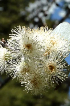 Bluey Cold Hardy Eucalyptus Tree (Eucalyptus Pulverulenta) - 2 Gallon Pot -Plant Promotion Store Eucalyptus Bluey 6 3