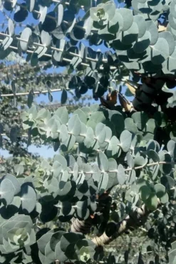 Bluey Cold Hardy Eucalyptus Tree (Eucalyptus Pulverulenta) - 1 Gallon Pot -Plant Promotion Store Eucalyptus Bluey 8 2