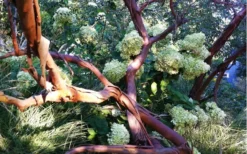 Funky Monkey Cold Hardy Eucalyptus Tree (Eucalyptus Parvula) - 6 Pack Of 1 Gallon Pots -Plant Promotion Store Eucalyptus Funky Monkey Branches 2