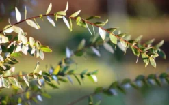 Funky Monkey Cold Hardy Eucalyptus Tree (Eucalyptus Parvula) - 3 Gallon Pot -Plant Promotion Store Eucalyptus Funky Monkey Leaves