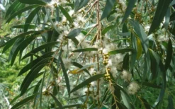 Funky Monkey Cold Hardy Eucalyptus Tree (Eucalyptus Parvula) - 1 Gallon Pot -Plant Promotion Store Eucalyptus Funky Monkey Leaves Mature 1