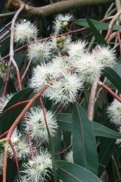 Jersey Girl Cold Hardy Eucalyptus Tree (Eucalyptus Macarthurii) - 1 Gallon Pot -Plant Promotion Store Eucalyptus Jersey Girl 1
