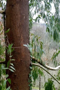 Jersey Girl Cold Hardy Eucalyptus Tree (Eucalyptus Macarthurii) - 2 Gallon Pot 17 Jersey Girl Cold Hardy Eucalyptus Tree (Eucalyptus Macarthurii) - 2 Gallon Pot -Plant Promotion Store Eucalyptus Jersey Girl 2 1