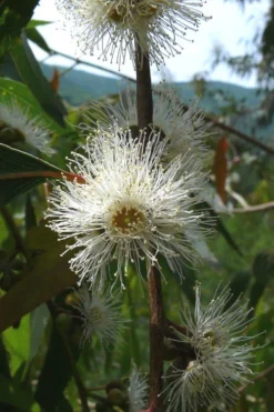 Jersey Girl Cold Hardy Eucalyptus Tree (Eucalyptus Macarthurii) - Quart Pot 15 Jersey Girl Cold Hardy Eucalyptus Tree (Eucalyptus Macarthurii) - Quart Pot -Plant Promotion Store Eucalyptus Jersey Girl 4 2