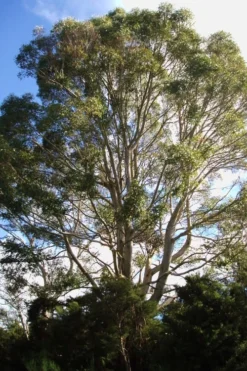 Jersey Girl Cold Hardy Eucalyptus Tree (Eucalyptus Macarthurii) - 3 Quart Pot 14 Jersey Girl Cold Hardy Eucalyptus Tree (Eucalyptus Macarthurii) - 3 Quart Pot -Plant Promotion Store Eucalyptus Jersey Girl 6 3