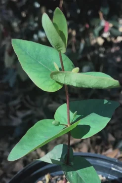Jersey Girl Cold Hardy Eucalyptus Tree (Eucalyptus Macarthurii) - 2 Gallon Pot 16 Jersey Girl Cold Hardy Eucalyptus Tree (Eucalyptus Macarthurii) - 2 Gallon Pot -Plant Promotion Store Eucalyptus Jersey Girl 7 1