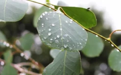 Lucky Country Cold Hardy Eucalyptus Tree (Eucalyptus Camphora) - 5 Gallon Pot -Plant Promotion Store Eucalyptus Lucky Country 2