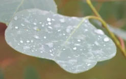 Lucky Country Cold Hardy Eucalyptus Tree (Eucalyptus Camphora) - 3 Gallon Pot 12 Lucky Country Cold Hardy Eucalyptus Tree (Eucalyptus Camphora) - 3 Gallon Pot -Plant Promotion Store Eucalyptus Lucky Country 3 1