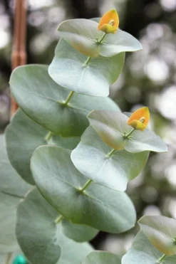 Luna Cold Hardy Eucalyptus Tree (Eucalyptus Perriniana) - Quart Pot -Plant Promotion Store Eucalyptus Luna 1