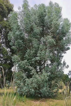 Luna Cold Hardy Eucalyptus Tree (Eucalyptus Perriniana) - 2 Gallon Pot -Plant Promotion Store Eucalyptus Luna 5 1