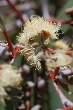 Luna Cold Hardy Eucalyptus Tree (Eucalyptus Perriniana) - 2 Gallon Pot -Plant Promotion Store Eucalyptus Luna 6 1