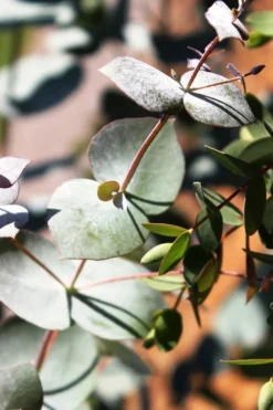 Maggie Cold Hardy Eucalyptus Tree (Eucalyptus Nova Anglica) - 3 Gallon Pot 11 Maggie Cold Hardy Eucalyptus Tree (Eucalyptus Nova Anglica) - 3 Gallon Pot -Plant Promotion Store Eucalyptus Maggie 10 3