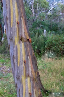 Sheila Cold Hardy Eucalyptus Tree (Eucalyptus Stellulata) - Quart Pot -Plant Promotion Store Eucalyptus Sheila 10