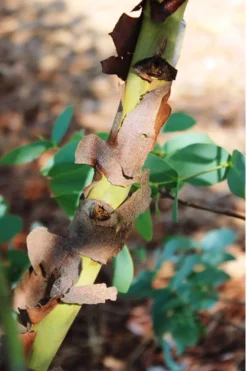 Sheila Cold Hardy Eucalyptus Tree (Eucalyptus Stellulata) - 1 Gallon Pot -Plant Promotion Store Eucalyptus Sheila 9 3