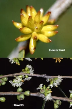 Skinny Minny Hardy Eucalyptus Tree (Eucalyptus Moorei) - Quart Pot -Plant Promotion Store Eucalyptus Skinny Minny 1