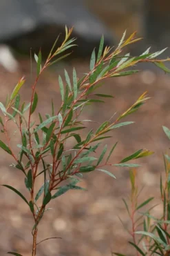 Skinny Minny Hardy Eucalyptus Tree (Eucalyptus Moorei) - 1 Gallon Pot -Plant Promotion Store Eucalyptus Skinny Minny 2 2