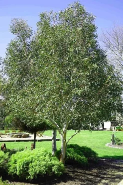 Snow Day Cold Hardy Eucalyptus Tree (Eucalyptus Gregsoniana) - 1 Gallon Pot 9 Snow Day Cold Hardy Eucalyptus Tree (Eucalyptus Gregsoniana) - 1 Gallon Pot -Plant Promotion Store Eucalyptus Snow Day 2