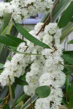 Snow Day Cold Hardy Eucalyptus Tree (Eucalyptus Gregsoniana) - 1 Gallon Pot 11 Snow Day Cold Hardy Eucalyptus Tree (Eucalyptus Gregsoniana) - 1 Gallon Pot -Plant Promotion Store Eucalyptus Snow Day 5