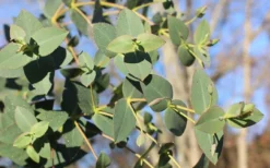 Cab Sav Cold Hardy Eucalyptus Tree (Eucalyptus Rubida) - 5 Gallon Pot 8 Cab Sav Cold Hardy Eucalyptus Tree (Eucalyptus Rubida) - 5 Gallon Pot -Plant Promotion Store Eucalyptus Tree Cab Sav Rubida 4