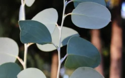 Mappa Tassie Cold Hardy Eucalyptus Tree (Eucalyptus Pauciflora) - 3 Gallon Pot -Plant Promotion Store Eucalyptus Tree Mappa Tassie Pauciflora Snow Gum 1