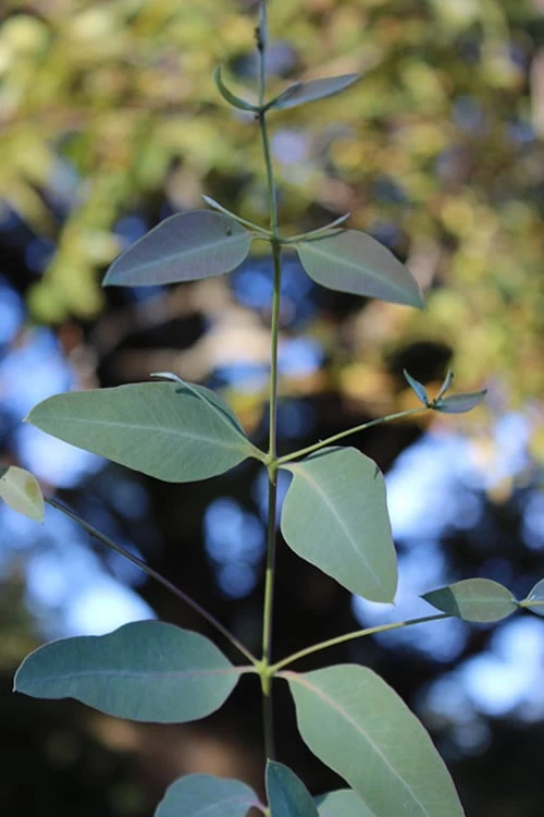 Grace Cold Hardy Eucalyptus Tree (Eucalyptus Elliptica) - 2 Gallon Pot 5 Grace Cold Hardy Eucalyptus Tree (Eucalyptus Elliptica) - 2 Gallon Pot - Image 5