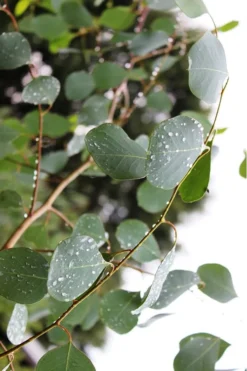 Lucky Country Cold Hardy Eucalyptus Tree (Eucalyptus Camphora) - 3 Gallon Pot 13 Lucky Country Cold Hardy Eucalyptus Tree (Eucalyptus Camphora) - 3 Gallon Pot -Plant Promotion Store Eucalytptus Lucky Country BS 1