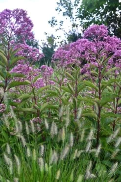 Eupatorium Maculatum 'Gateway' (Joe Pye Weed) - 1 Gallon Pot -Plant Promotion Store Eupatorium Gateway 1