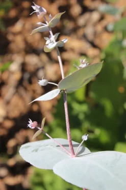 Maggie Cold Hardy Eucalyptus Tree (Eucalyptus Nova Anglica) - 3 Quart Pot -Plant Promotion Store Eusalyptus Maggie 1 500x750 1