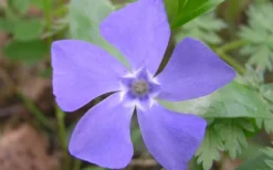 Evergreen Periwinkle - Vinca Minor - 18 Count Flat Of Pint Pots -Plant Promotion Store Evergreen Periwinkle Closeup