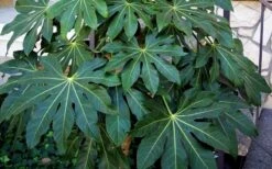 Fatsia Japonica (Japanese Aralia / Glossy Paper Plant) - 7 Gallon Pot -Plant Promotion Store Fatsia Japanese Aralia 1