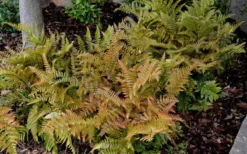 Autumn Fern (Dryopteris Erythrosora) - 3 Gallon -Plant Promotion Store Fern Autumn 2