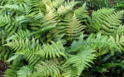Autumn Fern (Dryopteris Erythrosora) - 3 Gallon -Plant Promotion Store Fern Autumn Summer