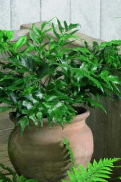 Japanese Holly Fern - Cyrtomium Falcatum 'Rochfordianum' - 2.5 Quart Pot -Plant Promotion Store Fern Japanese Holly 8