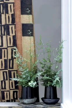 Silver Lace Fern - 5 Pack Of Quart Pots -Plant Promotion Store Fern Silver Lace 6