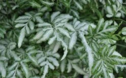 Silver Lace Fern - 5 Pack Of Quart Pots -Plant Promotion Store Fern Silver Lace Closeup