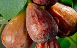 Brown Turkey Fig Tree - 5 Gallon Pot -Plant Promotion Store Fig Brown Turkey 20