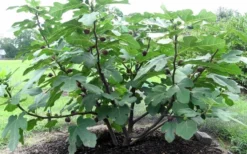 Chicago Cold Hardy Fig Tree - 3 Gallon Pot -Plant Promotion Store Fig Chicago Cold Hardy 1