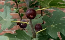 Chicago Cold Hardy Fig Tree - 3 Gallon Pot -Plant Promotion Store Fig Chicago Cold Hardy
