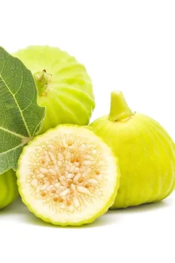 Italian Honey Fig Tree (Ficus Carica 'Lattarula') - 1 Gallon Pot 8 Italian Honey Fig Tree (Ficus Carica 'Lattarula') - 1 Gallon Pot -Plant Promotion Store Fig Lemon Italian Honey 2