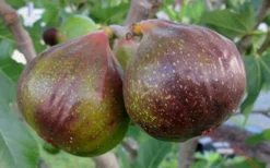 Olympian Cold Hardy Fig Tree - 2 Gallon Pot 8 Olympian Cold Hardy Fig Tree - 2 Gallon Pot -Plant Promotion Store Fig Olympain 2