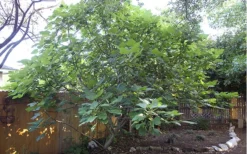 Texas Everbearing Fig Tree - 1 Gallon Pot 11 Texas Everbearing Fig Tree - 1 Gallon Pot -Plant Promotion Store Fig Texas Everbearing 12